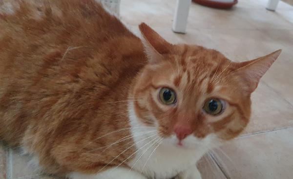 CICCIO e LUNA, maltrattati, cercano serenità Foto 7